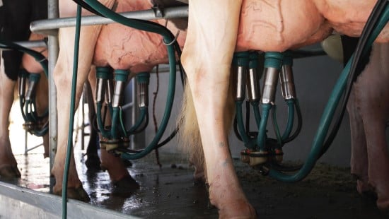 Milking cow udder care